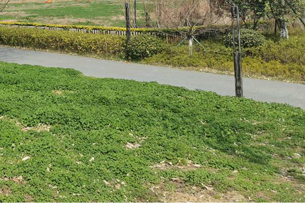 筑牢質量“安全線”！珠海市生態環境局等四部門加強建設用地土壤環境聯動監管服務